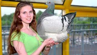 World's Biggest Pigeon French Mondain - Incredibly BIG Fancy Pigeon in the World