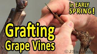 Grafting Grape Vines in EARLY SPRING | Best GRAFTING TECHNIQUES for GRAPES