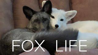 Pet Foxes  are super adorable and super naughty!!
