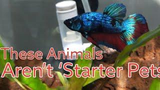 My 1 year old Beta Fish | Aquascape by Almontero Tutorial