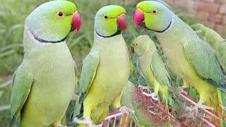 Ringneck Parrot Jora Full Video