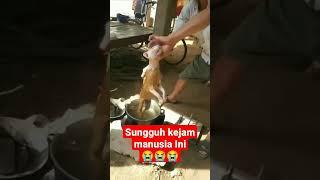 kasian banget kucing di rebus - ada juga kucing di blender #shorts #short #viral
