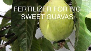 IDEAL FERTILIZER FOR YOUR GUAVA TREE | FASTEST GROWTH | BEST TASTING FRUIT | LARGER YIELDS!