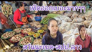 #เที่ยวลาว ราชาเห็ดออกเยอะมาก!!#เห็ดปลวก #เห็ดระโงก ช่วงนี้ #สะหวันนะเขต #สปปลาว #สาวลาว น่ารักๆ