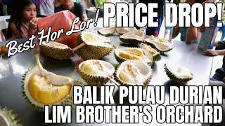 Lim Brothers Orchard 2024 visit, many varieties of durian, one of the best prices in Balik Pulau!