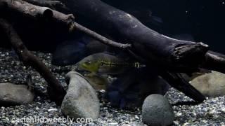 南美慈鯛缸 SA Cichlid tank