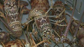 Facing South Florida: The Business Of Lobster Part 1