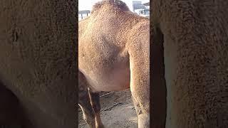 Таджикистана Узбекистан Авганистан Казахстан 