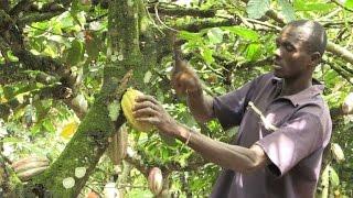 Ivory Coast cocoa price rises 20 pct to a new high