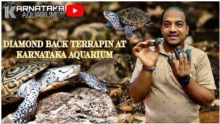 Diamond Back Terrapin | One Of The Most Beautiful Turtel At KARNATAKA AQUARIUM | #turtle