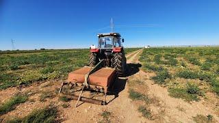 Agricultor En CaSa en directo Triturando hierba con maquina de pelar remolacha