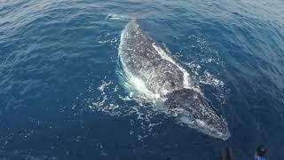 Watch beautiful Humpback whales in the Gold Coast of Australia