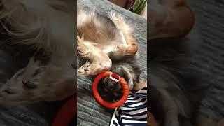 Так мало нужно для счастья собаки ️