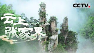 探索云上张家界的奇幻魅力 发现《阿凡达》背后的自然灵感与旅游体验揭秘！【CCTV纪录】