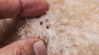 How to avoid contracting typhus, a bacterial infection spread through fleas