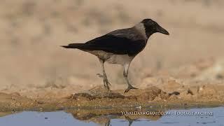 Hooded crow / עורב אפור