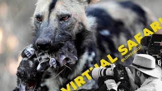 Never Seen Before: African Painted Dogs Steal Pups From Another Pack- Virtual Safari # 230