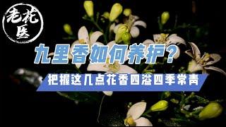 【开箱评测061】九里香如何养护？把握这几点，花香四溢四季常青Unboxing Orange Jessamine for 16.8RMB.