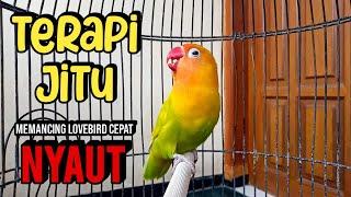 Suara Lovebird Ngekek Panjang TERAPI JITU MEMANCING LOVEBIRD BUNYI, BARU DENGAR Langsung NYAUT