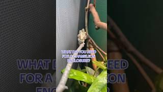 Everything you need for a chameleon