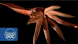 Kraken Project; In search of the Giant Squid | Full Documentaries - Planet Doc Full Documentaries