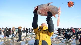 千米大网出水！查干湖冰湖腾鱼，一网能捞多少鱼？#吉林查干湖冰雪渔猎节 #jilin