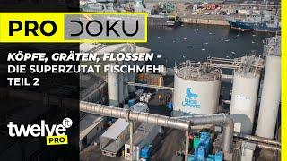 TEIL 2: Köpfe, Gräten, Flossen - Die Superzutat Fischmehl | 12ft PRO Dokumentation | Karpfenangeln