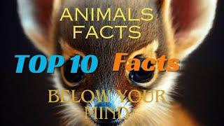 Top 10 Animals facts | Below your mind| Random Facts Hub