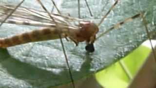 Crane Fly Feeding on Plant Sap | Tipulidae