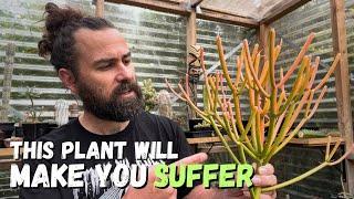 The most poisonous succulent plants (and why you should grow them)