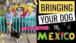 Bringing Your Dog to Mexico by Car? My Experience & What You Need to Know