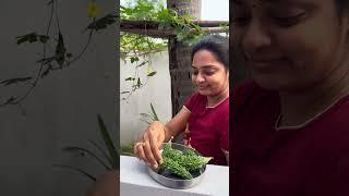 కాకరకాయ | Bitter Gourd కసింధి Ma Intlo #shorts #farming #viralvideo #ytshorts #viralshorts #trending