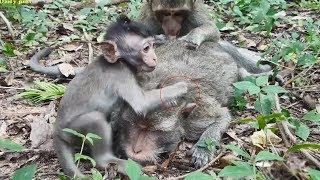 Hungry baby monkey Ollie trying and begging mom for milk, hungry monkey baby is trying to convince