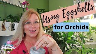 How To Use Eggshells on Orchids: Step-by-Step Guide