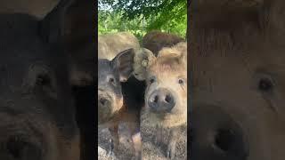 "daddy's little fatty" This song  #summershadefarms #kentucky #farmlife #mangalitsa #farmanimals