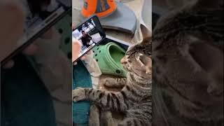 #CAT Reaction after seeing the video #Try on your cat  