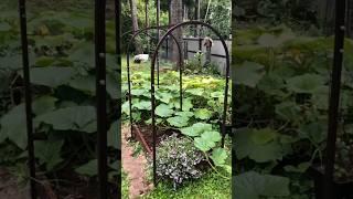 Дуги для грядок #дача #сад #дачасадогород #огород #грядки #дачасад #дугидлягрядок #грядкивпорядке