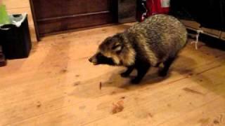 Tanuki (Raccoon dog)