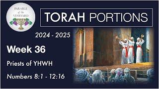 Torah Portion Week 36 - Numbers 8 - 12 ( Priests of YHWH )  2024 - 2025