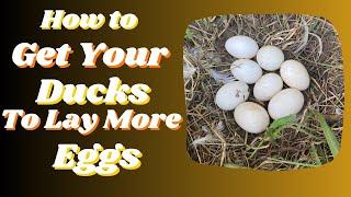 How to get your ducks to lay more eggs!!!