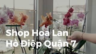 Shop Hoa Lan Hồ Điệp Quận 7 | Hoa Ba Miền