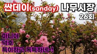 [싼데이 나무시장] 26회, 꽃나무 덕후질 맛집은 바로 여기~!
