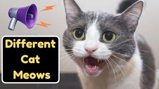 When Your Cat Meows At You, THIS Is What It Means