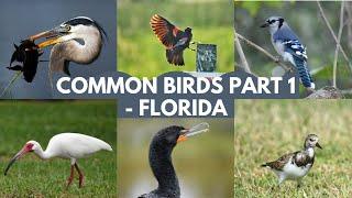 Common Birds Part 1- Florida | Identifying Backyard Birds in Florida, USA | Common Birds in Florida