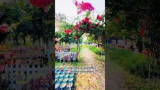 রাজশাহীর যে জায়গাটিতে অবশ্যই ঘুরতে যাবেন Dreamers Garden #ড্রিমার্স_গা্র্ডেন #DreamersGarden #raj