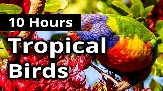 TROPICAL BIRDS for 10 hours  Relaxation  Background  Meditation