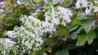 Oakleaf Hydrangea (Hydrangea quercifolia)