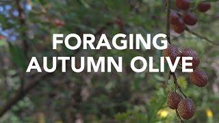 Foraging Autumn Olive with Adam Haritan (Learn Your Land)