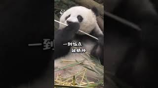 【看熊猫】加油！干饭人！