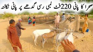 Desert Water 220 feet long rope to draw water on a donkey